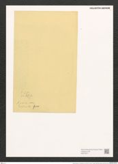 Nitzschia sigma var. consimilis Grun. (de-Toni-Nr.: Genus 47, Species 2099) Zeichnungen Sammlung Grunow (NHMW-BOT-W0372071)